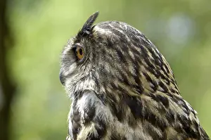 Eagle Owl Portrait Prints: Eagle owl Bubo bubo