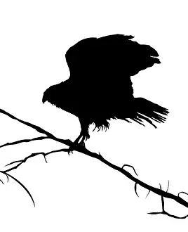 White Background Graphics Prints: Eagle silhouette on a tree, vector objects over white background