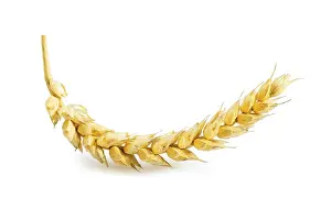 Close Up Grain Photography Prints: Ear of wheat isolated
