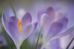 Deserted Spring Landscape Prints: Early Crocus (Crocus tommasinianus)