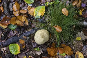 German Federal Republic Botany Prints: Earthball (Scleroderma), Germany