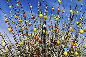 Allergy Friendly Plants Prints: Easter shrub willow, easter shrub willow 01