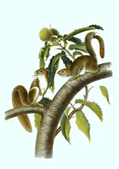 Color Lithograph Reproduction Prints: Eastern gray squirrel (Sciurus carolinensis)