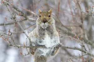 Eastern Gray Squirrel Prints: Eastern gray squirrel (sciurus carolinensis) perched and watching
