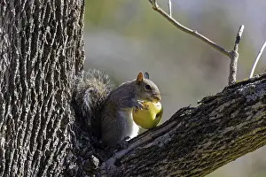 Niger Prints: Eastern Gray Squirrel Print