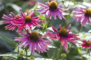 Asteraceae Flowering Plant Prints: (Echinacea)