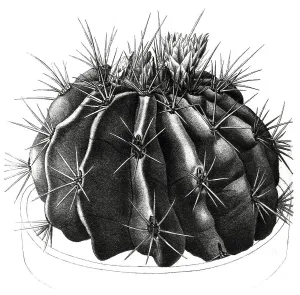 Desert Flora And Fauna Prints: Echinocactus (cactaceae) echidne