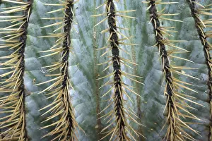 Botanical Garden Prints: Echinocactus (Echinocactus), detail view