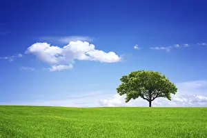 Fagales Family Trees Prints: Eco Planet