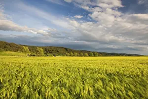 Abandoned Farmland Landscape Prints: On the edge of a cornfield at sunset