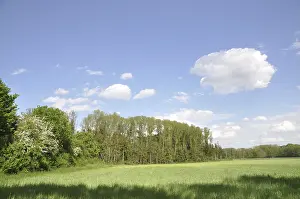Forest Edge Scenery Prints: Edge of the forest, forest, tree