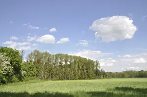 Springtime European Landscapes Prints: Edge of the forest, forest, tree