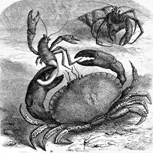 Hermit Crab Prints: Edible Crab Devours Corpse, Vintage Print 1873
