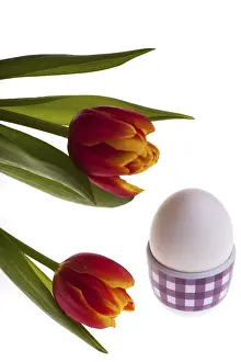 Liliaceae Family Plants Prints: Egg and tulips in spring