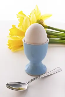 Bivalve Shell Images Prints: Eggcup