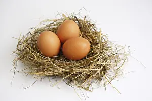 Brown Eggs Prints: Three eggs in a nest: Easter