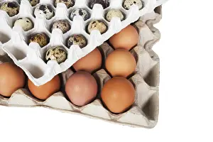 Studio Shot Of Eggs Prints: Eggs in the package on a white background