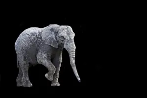 Asian Wildlife Images Prints: Elephant on a black background