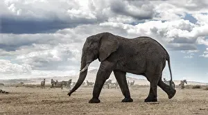 Elephant In The Wild Prints: Elephant walking