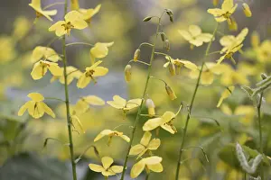 Ranunculid Plants Prints: Elfflower (Epimedium peralchicum)