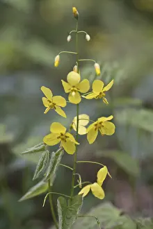 Ranunculid Plants Prints: Elfflower (Epimedium peralchicum)