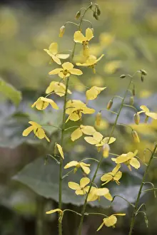 Ranunculid Plants Prints: Elfflower (Epimedium peralchicum)