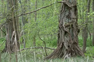 Deciduous Forest Prints: Elm, tree, trees, spring, deciduous forest