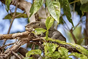 Sigiriya Sri Lanka Prints: Embedded lizard between branches and leaves in a forest