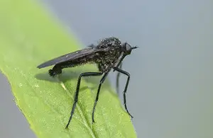 Framed Print : Empididae Spec Print, Dance Fly Framed Print : Empididae Spec Print, Dance Fly