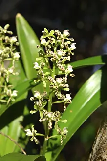 South American Nature Reserve Prints: Encycila orchids Encycila spec
