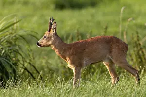 Wild Animal Behavior Europe Prints: At the end of the first decade of August