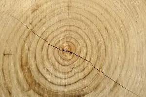 Agricultural Industry Images Prints: Endgrain of Eucalyptus log at logging site