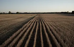Horizon Landscape Photography Prints: Endless rows of crops bisect the field