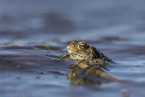 Wild Animal Mating Behavior Prints: Erdkrote (Bufo bufo), Mannchen