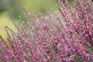 Heather Family Plants Prints: Ericaceae