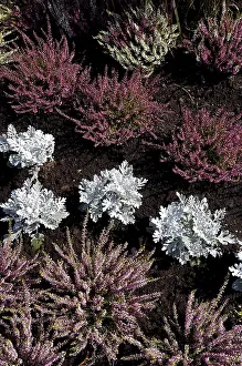 Heather Family Plants Prints: Ericaceae plants