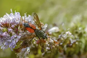 Images Dated 18th August 2024: Caterpillar Fly Print