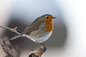 European Robin Prints: Erithacus rubecula, robin, robins