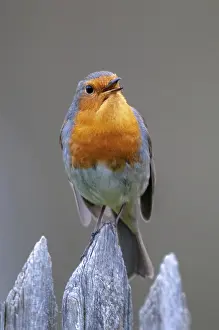 Garden Fence Birds Prints: Erithacus Rubecula, Robin, Robins
