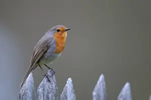Garden Fence Birds Prints: Erithacus rubecula, robin, robins