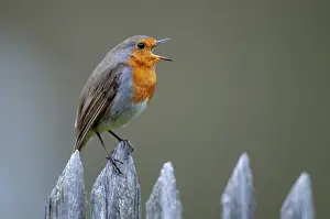 Garden Birds Prints: Erithacus rubecula, robin, robins