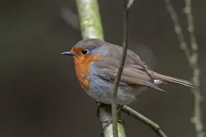 Natural Habitat Photos Prints: Erithacus rubecula, robin, robins