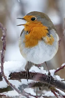 Songbirds In Winter Prints: Erithacus rubecula, robin, robins