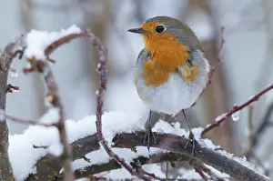 Wildlife In Snow Prints: Erithacus rubecula, robin, robins