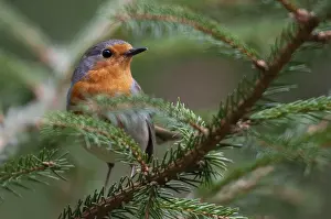 Songbird Images Prints: Erithacus rubecula, robin, robins