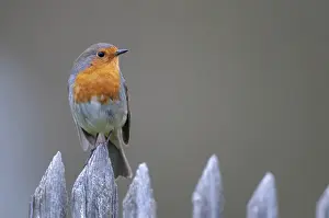 Garden Fence Birds Prints: Erithacus rubecula, robin, robins