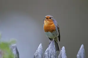 Garden Bird Prints: Erithacus rubecula, robin, robins