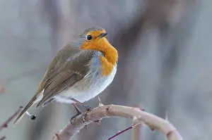 Bird Songbirds Prints: Erithacus rubecula, robin, robins