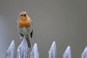 Songbird Images Prints: Erithacus rubecula, robin, robins