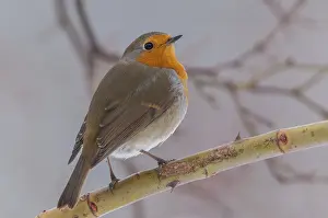 Bird Songbirds Prints: Erithacus rubecula, robin, robins